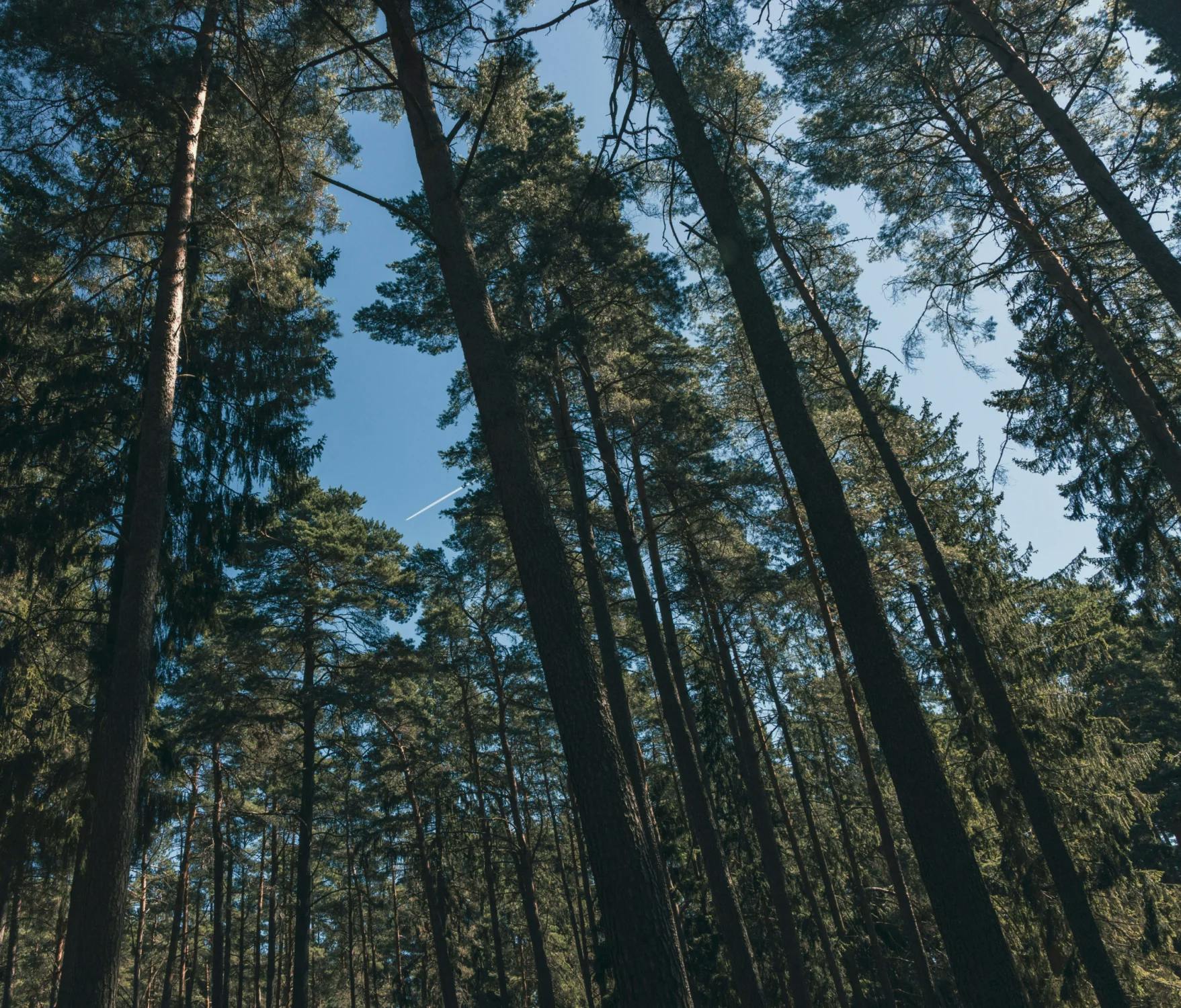 La forêt, une partenaire essentielle